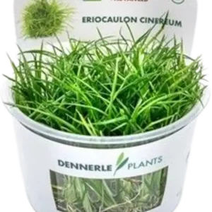 Dennerle Plants Eriocaulon cinereum CUP Szuper akció