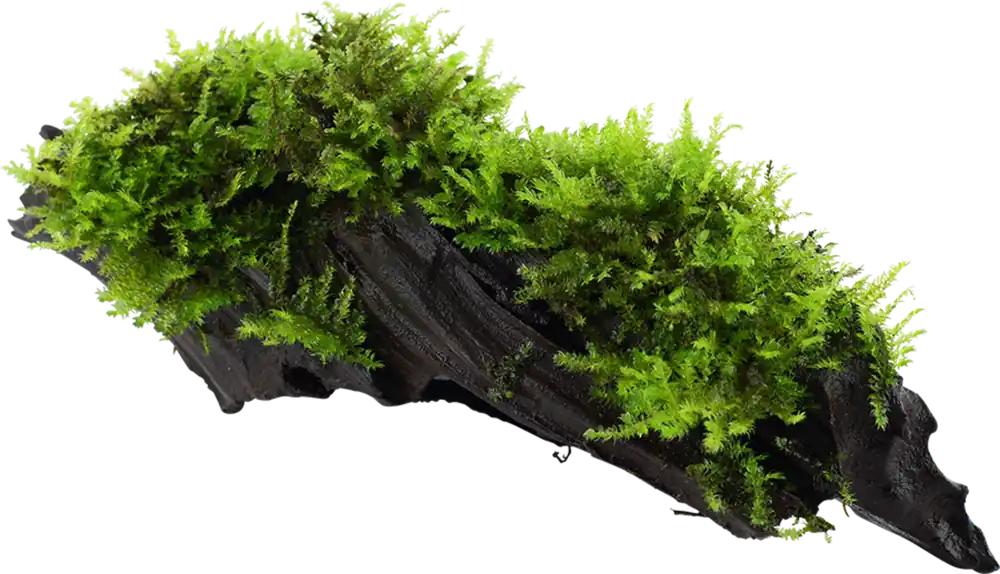 Csak ma Tropica Gyökéren ülő Vesicularia montagnei ‘Christmas‘