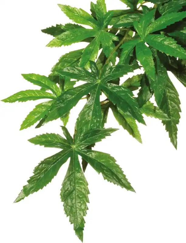 Expressz szállítás Exo Terra Abutilon, S