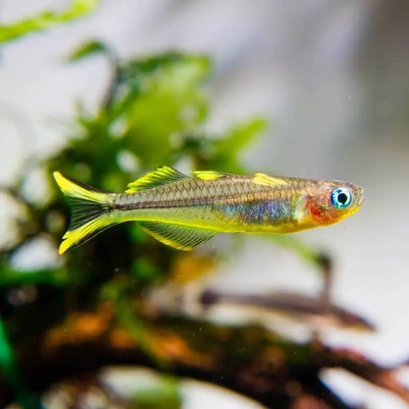 Villásfarkú kalászhal (Pseudomugil furcatus) Azonnali szállítás