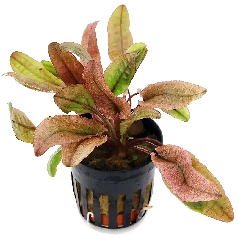 Cryptocoryne Flamingo akváriumi növény Korlátozott ajánlat