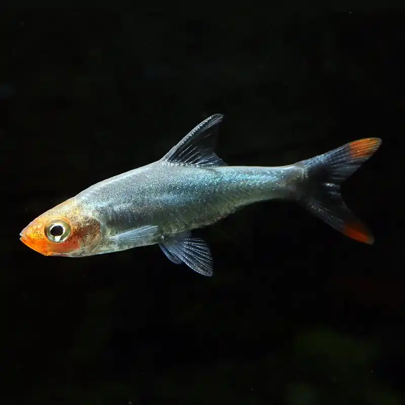 Ajánlat Sawbwa resplendens (Vörösorrú gyémántrazbóra)