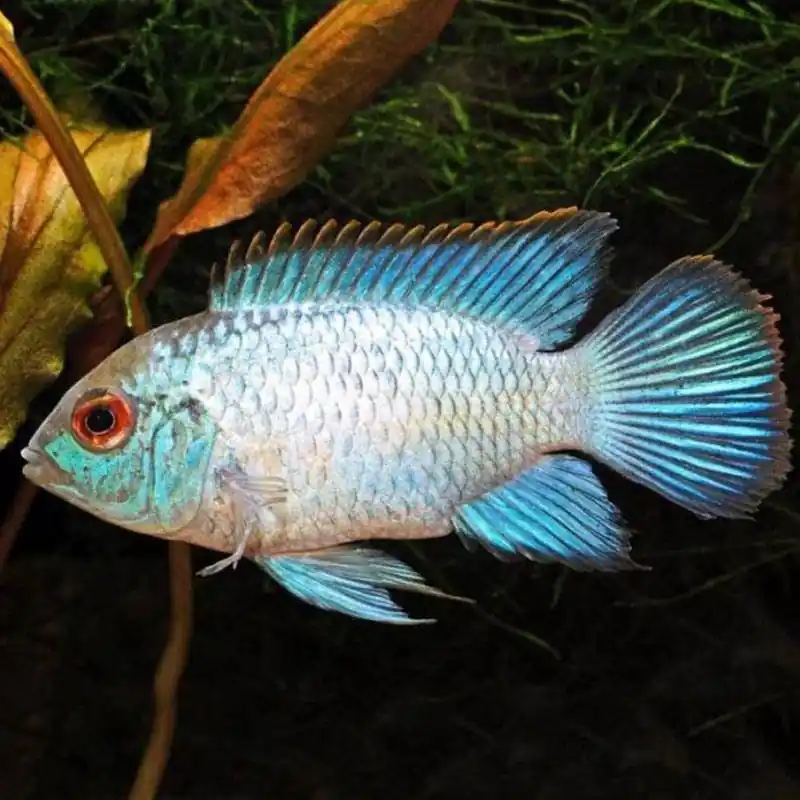 Árengedmény Nannakara Electric Blue