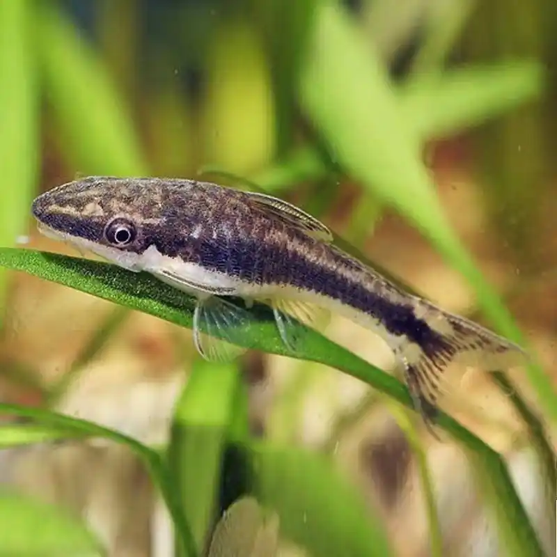 Törpe szívóharcsa (Otocinclus affinis) akváriumi hal Prémium