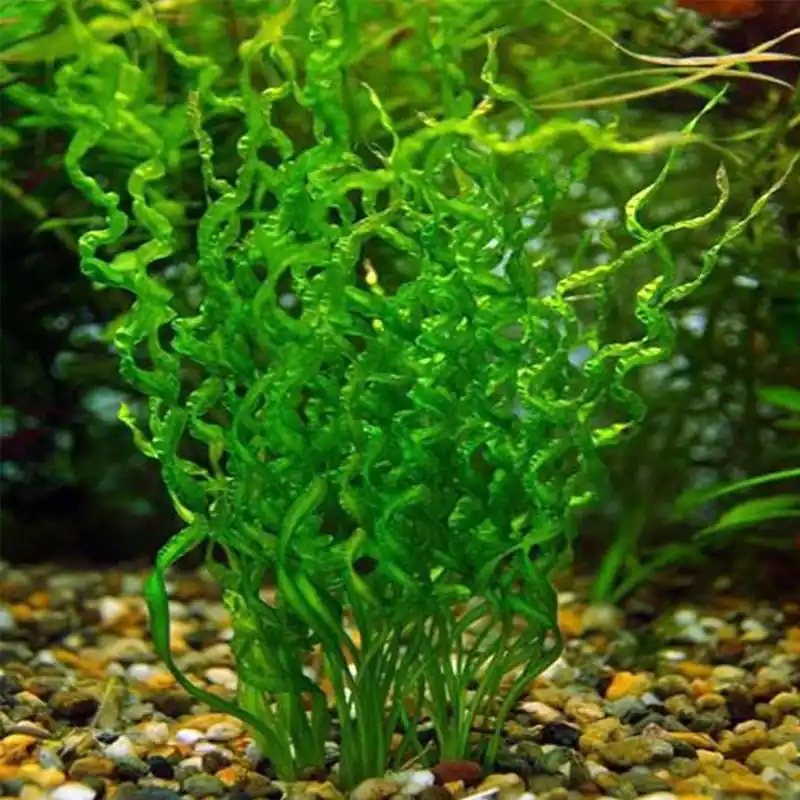 Echinodorus Vesuvius akváriumi növény Vedd meg online