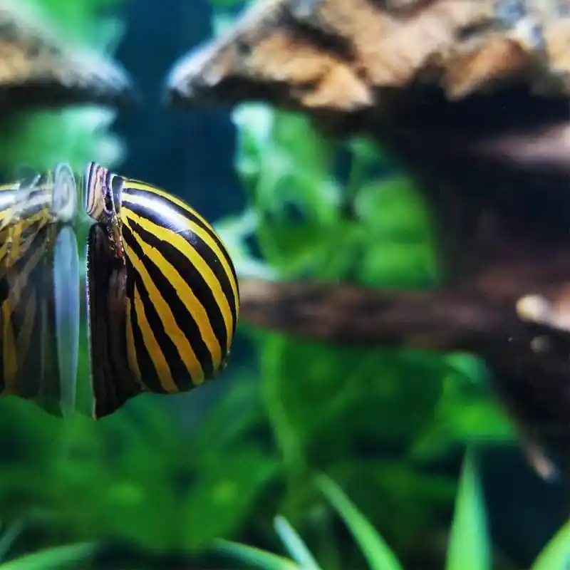 Zebracsiga (Neritina natalensis sp. zebra) algaevő csiga Különleges ajánlat