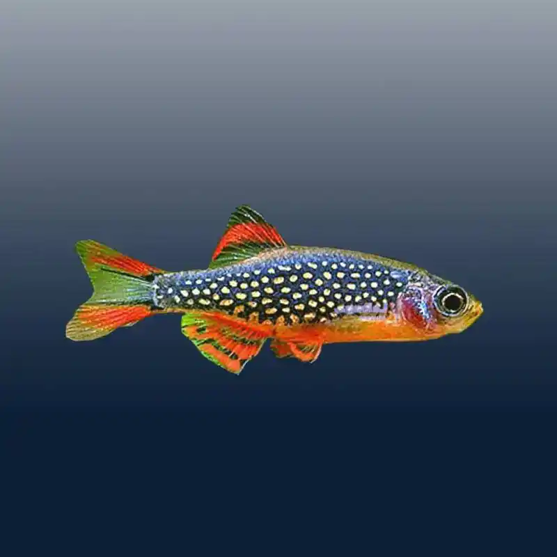 Legjobb ár Razbora Galaxi (gyöngy dánió)