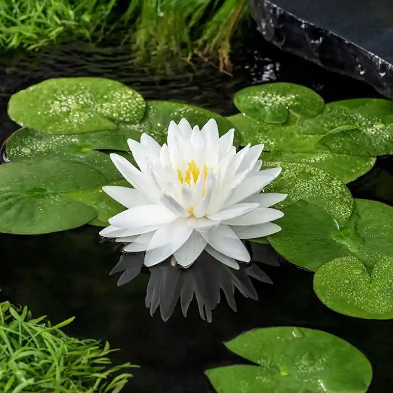 Nymphaea ‘Gonnere’ tavirózsa Kedvezményes ár