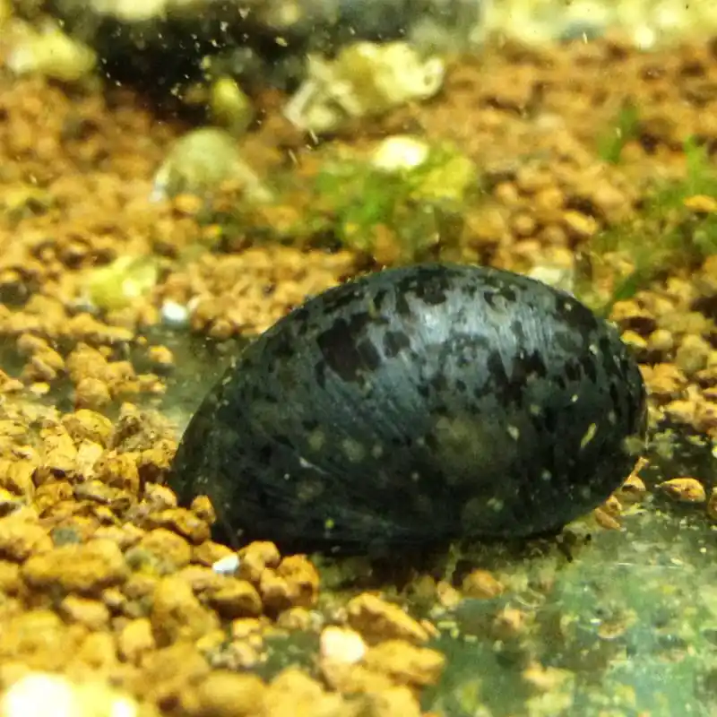 Sisakcsiga (Neritina pulligera) Kiárusítás
