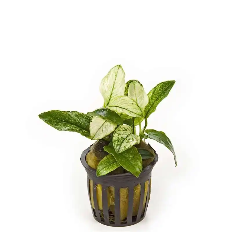 Anubias nana ‘pinto’ akváriumi növény Outlet