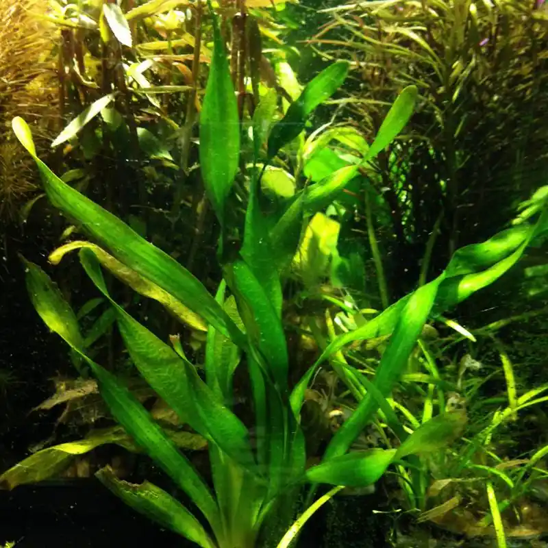 Vallisneria natans (közönséges csavarthínár) Nézd meg most