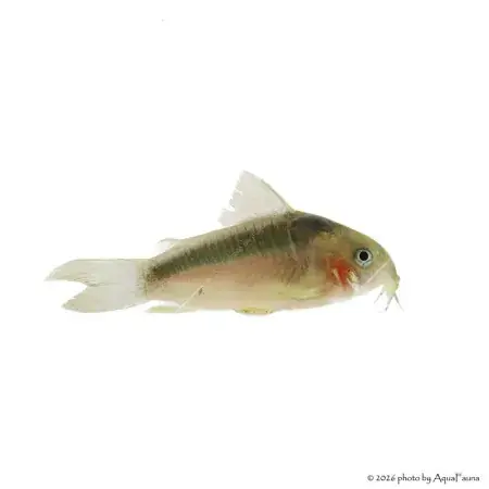 Corydoras zygatus Kihagyhatatlan ajánlat
