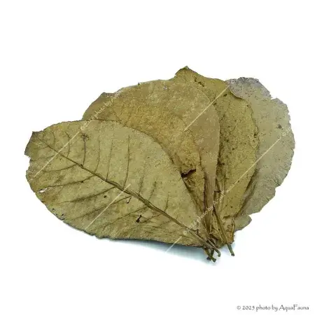 Vedd meg most Terminalia catappa - Indiai mandulalevél 28-30 cm, XXL méret (tebanglevél) / levél