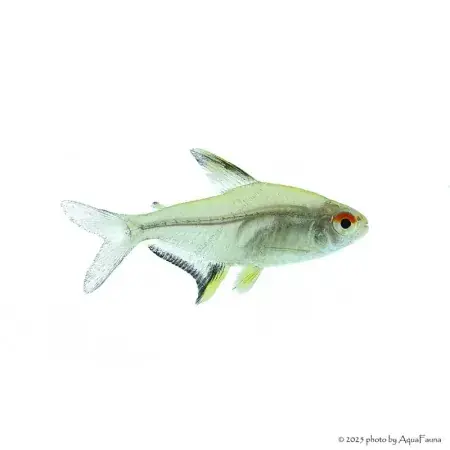 Hyphessobrycon pulchripinnis - Citromlazac Bestseller