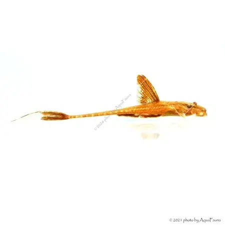 Rineloricaria lanceolata sp. Red Szuper ajánlat