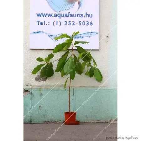 Népszerű Terminalia catappa - Indiai mandulalevél (tebanglevél) - élő, cserepes