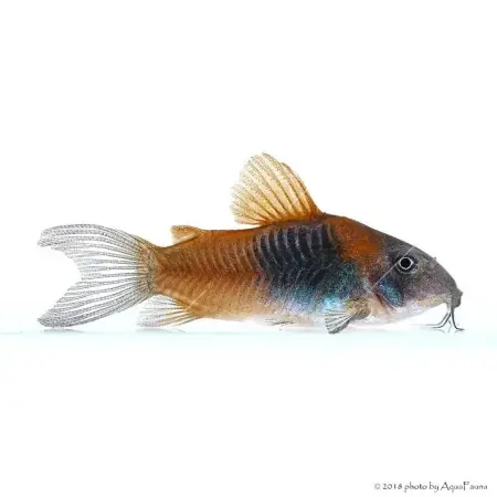 Szezonális akció Corydoras aeneus sp. Orange Venezuela