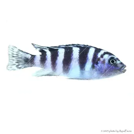 Maylandia lombardoi Kiárusítás