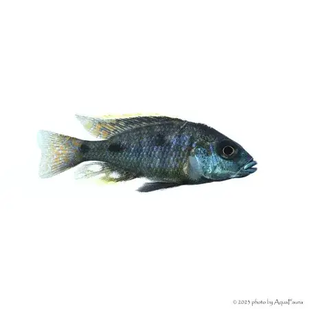Otopharynx tetrastigma - Pompás metálsügér Akciós ár