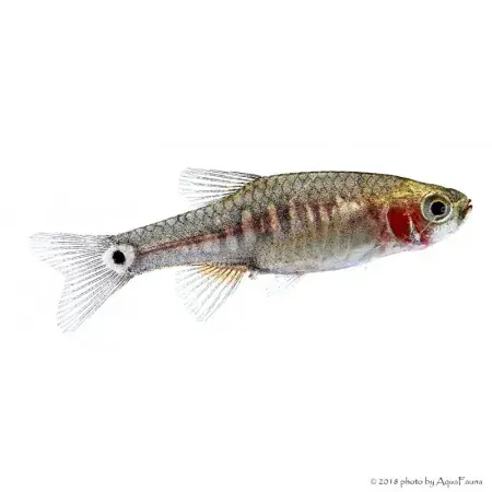 Danio erythromicron - Kéksávos törperazbóra Biztonságos fizetés