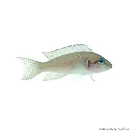 Kedvezmény Neolamprologus brichardi - Porcelánsügér